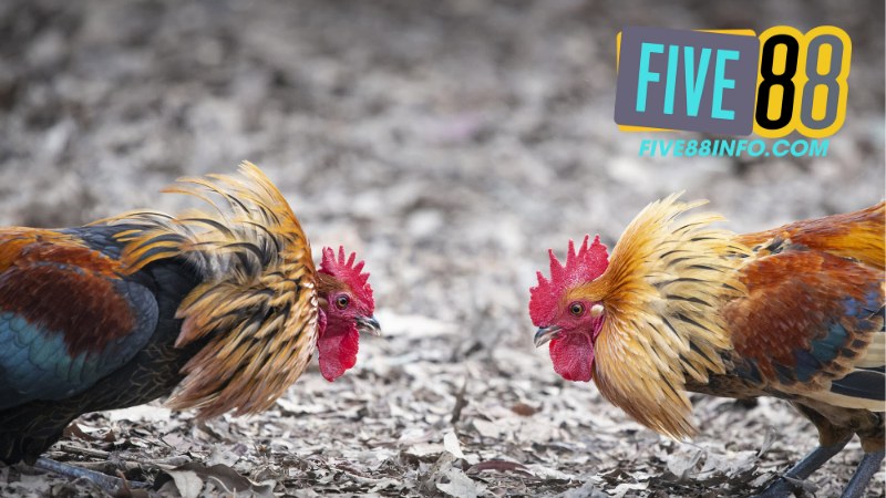 Đá Gà Five88